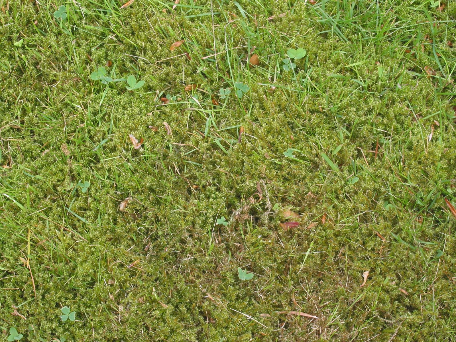 Detail trávníku prorostlého zeleným mechem a jetelem