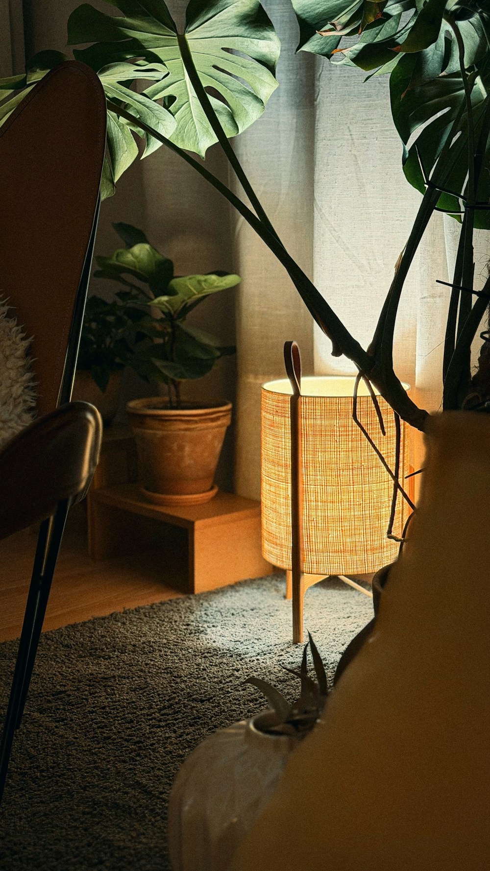 Rozsvícená lampa vedle pokojových rostlin